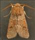 2183 (73.243) Blossom Underwing